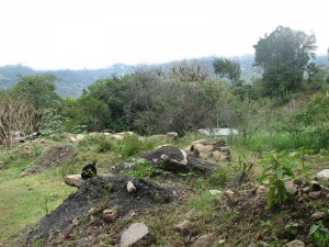 image009